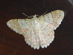 Pingasa ruginaria communicans