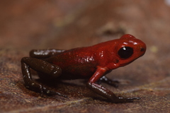 Andinobates daleswansoni