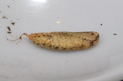 Pingasa ruginaria communicans