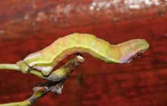 Pingasa ruginaria communicans