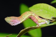 Pingasa ruginaria communicans