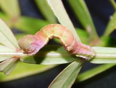 Pingasa ruginaria communicans