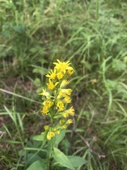 Solidago dahurica