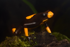 Oophaga histrionica
