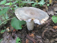 Russula modesta