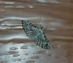 Alucita montana