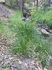 Carex occidentalis