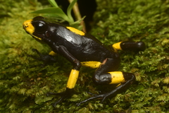 Oophaga histrionica