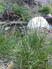 Carex occidentalis