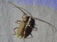 Eburia mutica