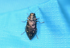 Phaenops