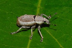 Cleistolophus viridimargo