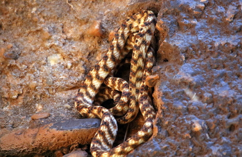 Brown Tree Snake sighting