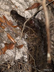 Paleosuchus trigonatus