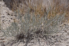 Artemisia cana