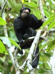 Chiropotes albinasus