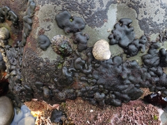 Codium convolutum