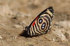 Catagramma hystaspes