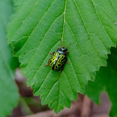Calligrapha pantherina