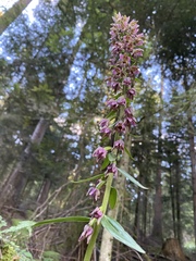 Epipactis helleborine