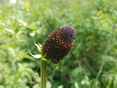 Rudbeckia occidentalis