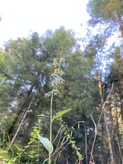 Epipactis helleborine