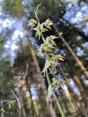 Epipactis helleborine