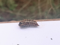 Acronicta rumicis