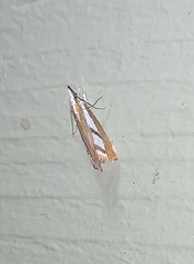 Catoptria latiradiellus