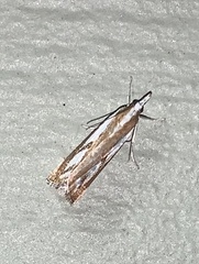 Catoptria latiradiellus
