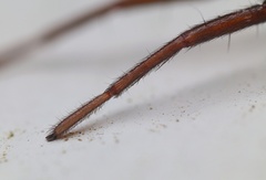 Nyssus coloripes