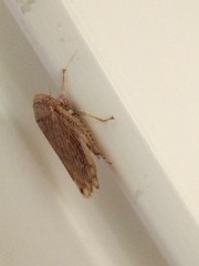 Cicadellidae