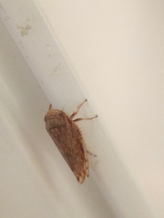 Cicadellidae