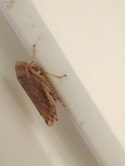 Cicadellidae