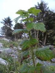 Ribes divaricatum