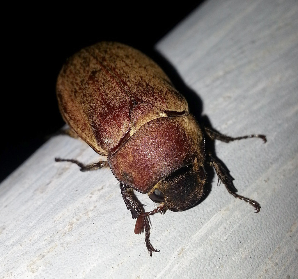 Exolontha serrulata