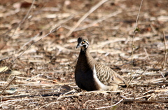 Geophaps scripta peninsulae