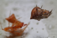 Cryptachaea meraukensis