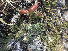 Oxytropis podocarpa