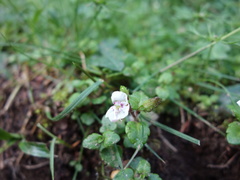 Veronica oligosperma