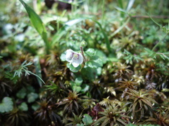 Veronica oligosperma