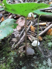 Hexastylis shuttleworthii