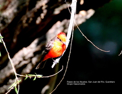 Pyrocephalus rubinus
