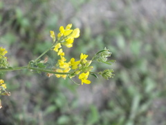 Medicago falcata