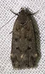 Anacampsis innocuella