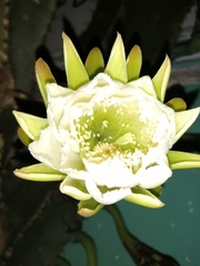 Cereus jamacaru