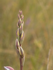 Thelymitra ixioides