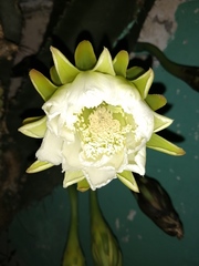 Cereus jamacaru