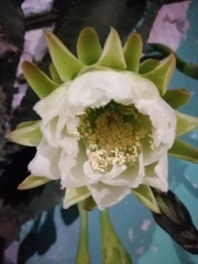 Cereus jamacaru
