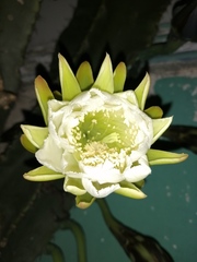 Cereus jamacaru